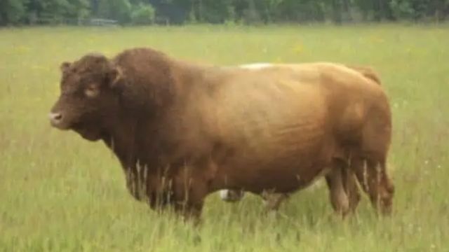 Exemplar de um touro Beefalo, que é um híbrido de bisão com gado europeu. Foto: Reprodução