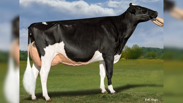 Vaca holandesa S-S-I Doc Have Not 8784-ET. Photo: Beth Hedges