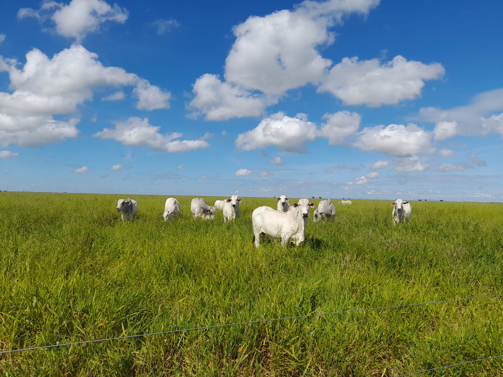 Vem aí a 3ª edição do maior festival de carnes nobres do norte de Mato Grosso