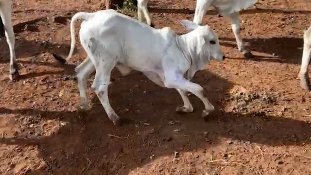 Bezerra anda com as patas dianteiras dobradas. Saiba o que pode ser