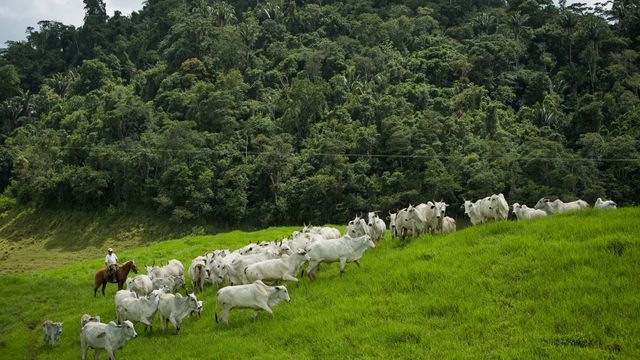 Entenda qual é o papel do USDA, o Ministério da Agricultura dos EUA, no Brasil