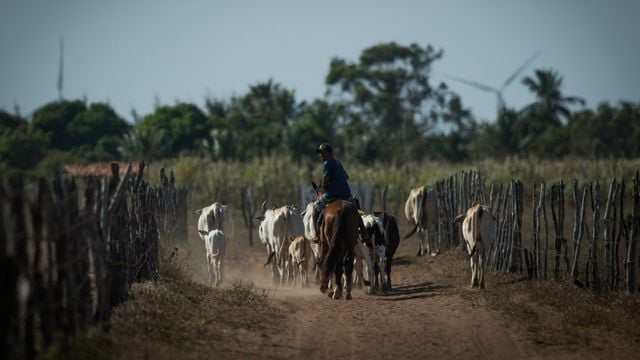 Bicheira ainda é um grande desafio na pecuária brasileira. Saiba como se livrar desse mal