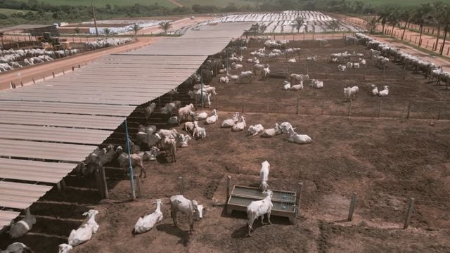 Revolução no cocho: em 10 anos, confinador colocou 2@ a mais de peso no gado