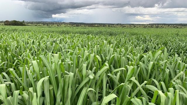 Cultivar de capim Miyagi. Foto: Divulgação