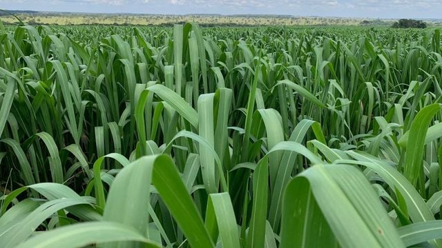 Cultivar de capim Miyagi. Foto: Divulgação