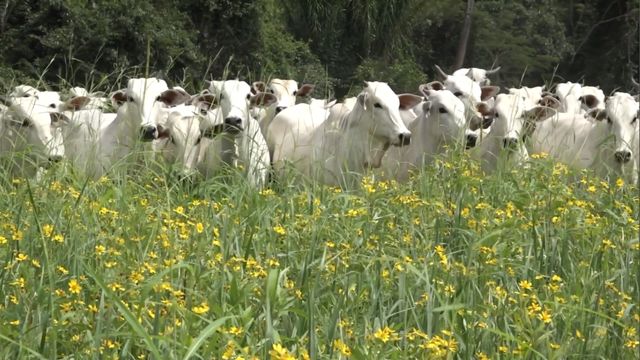 Bovinos em área de pastagem na fazenda Pontal. Foto: Reprodução