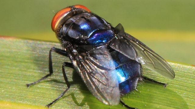 Espécie Cochliomyia hominivorax. Foto: Divulgação