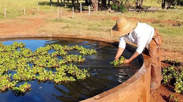 Peão fazendo a limpeza de plantas aquáticas do bebedouro do gado. Foto: Reprodução
