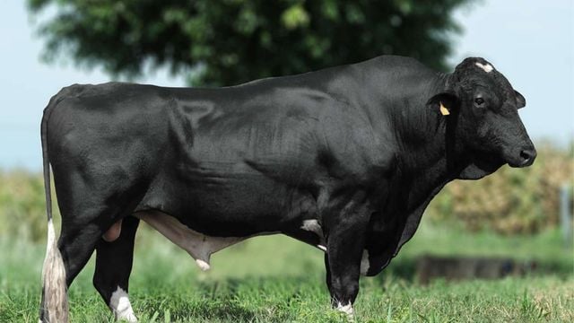 Exemplar de touro Girolando. Foto: Divulgação