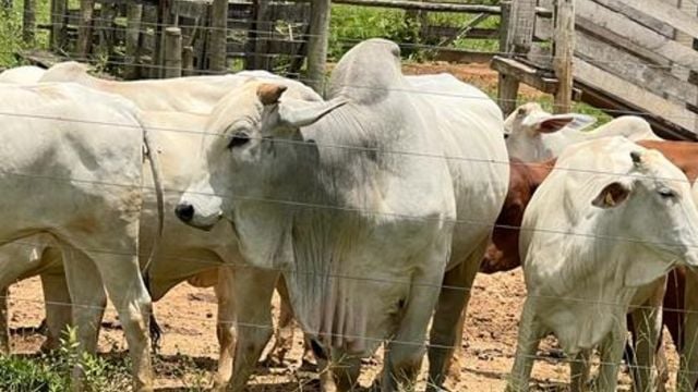 Detalhe do touro que está com pigmentação mais clara. Foto: Altair Ferreira