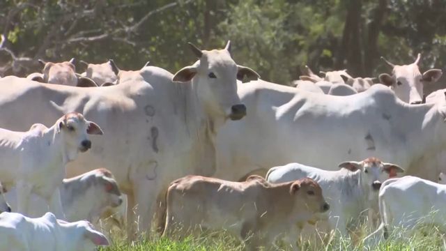 Produção de bezerro: o que é preciso saber quem vai começar na atividade?