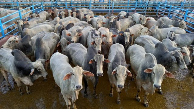 Boiadão “bruto de bom” chega a 23@ suplementado a pasto em MS