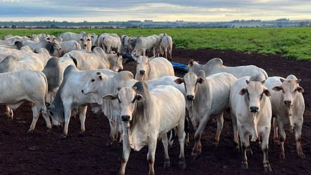 Família engajada na pecuária faz boiada ter 58% de rendimento de carcaça em MS