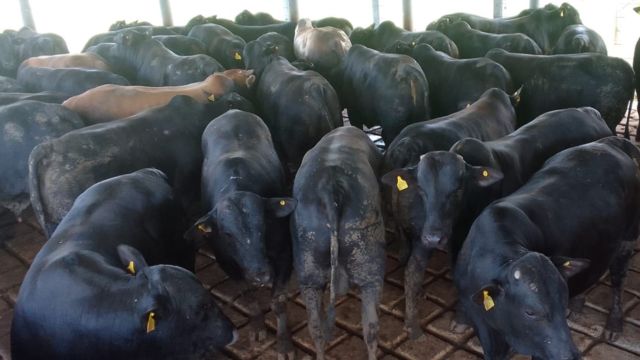 “Evolução fenomenal do gado!” Garrotada Angus de sobreano ultrapassa 21@ em MT