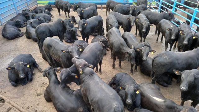 Bovinos com genética Angus foi de um lote de animais machos da Maragogipe. Foto: Divulgação