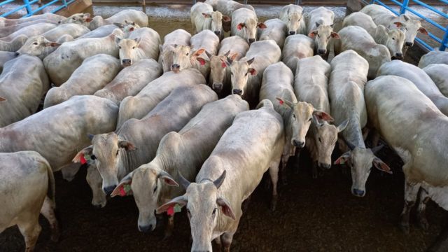 Novilhada Nelore terminada em regime de pasto ultrapassa 16@ em MS