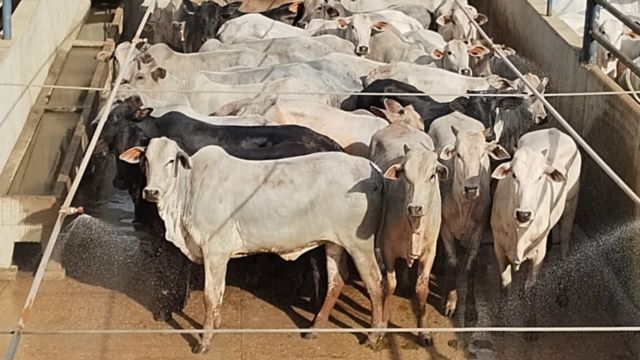 Pecuarista surpreende com giro rápido de novilhas em Rondônia