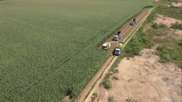 Capiaçu verde triturado junto com a sua própria silagem? Saiba se isso é boa opção