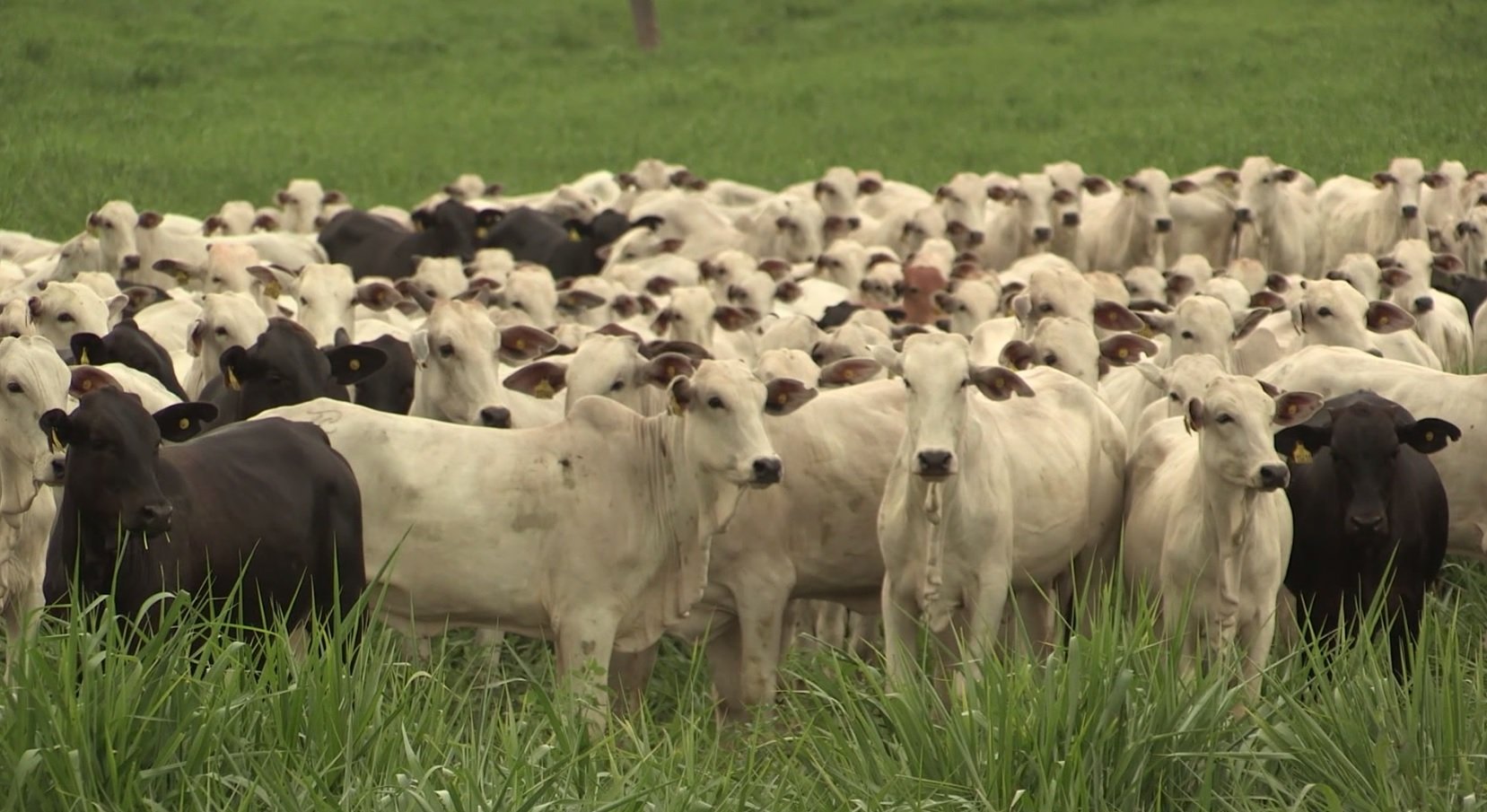 Garrotes criados a pasto. Foto: Divulgação