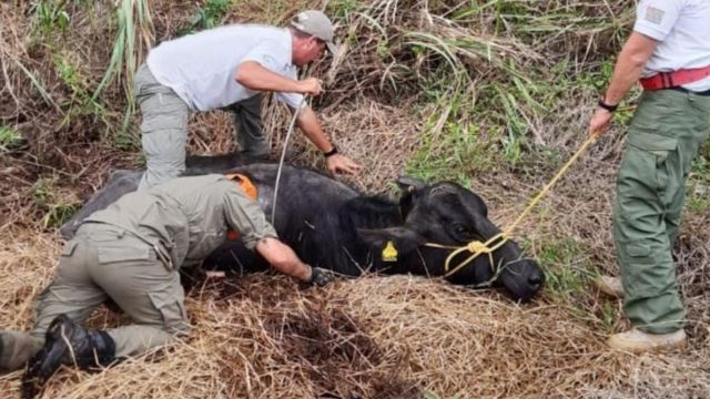 Qual o papel do médico veterinário e zootecnista no resgate de animais?