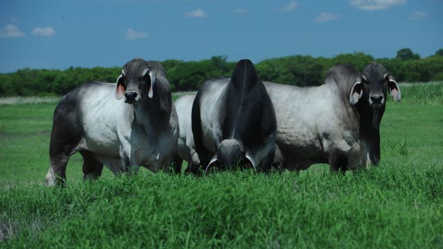 Vaca holandesa e touro Guzerá: resultado de cruzamento pode predominar o zebu?