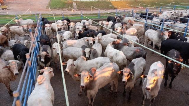 Grande produtor de proteína animal e grãos de MT termina bois de quase 20@