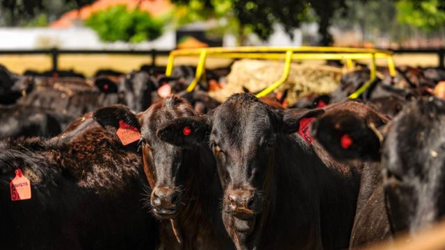 Brangus e Angus: acasalamento não é ideal para áreas muito quentes. Saiba o porquê