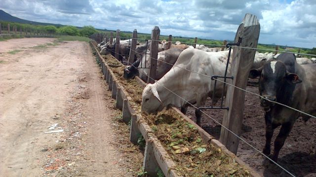 Palma forrageira compõe 80% de dieta de boiada em confinamento na Bahia