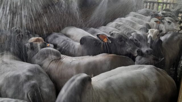 Palma forrageira compõe 80% de dieta de boiada em confinamento na Bahia