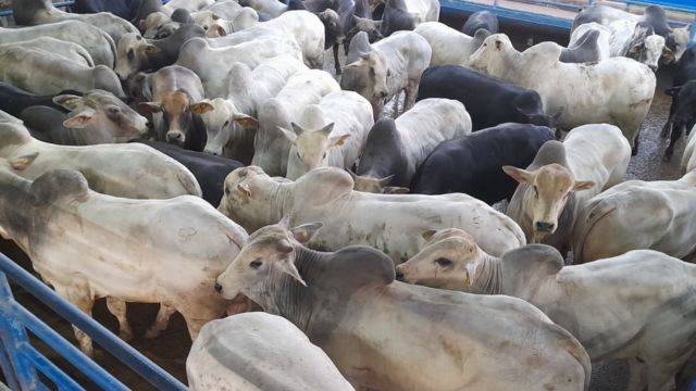 Boiada Nelore e cruzada impressiona no acabamento de carcaça em SP