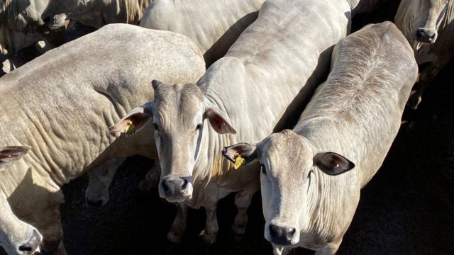 Pecuaristas têm dinheiro extra por gadão jovem no Precoce MS