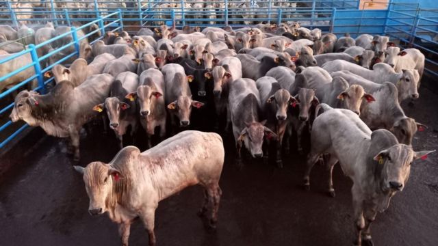 Pecuaristas de MS não deixam dinheiro na mesa e agregam valor com gado jovem