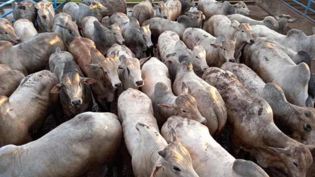 Lote de novilhos machos da fazenda. Foto: Divulgação