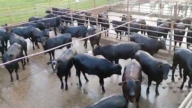 “É show de carcaça”! Novilhas Angus com peso de boi impressionam em MS