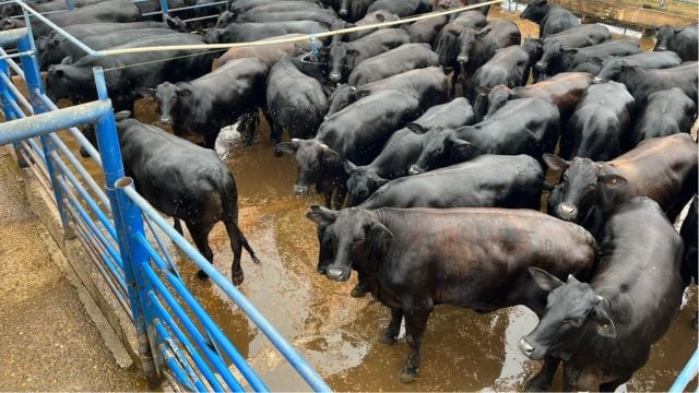 Novilhas de carne premium fazem curral parecer um “pé de jabuticaba carregado”