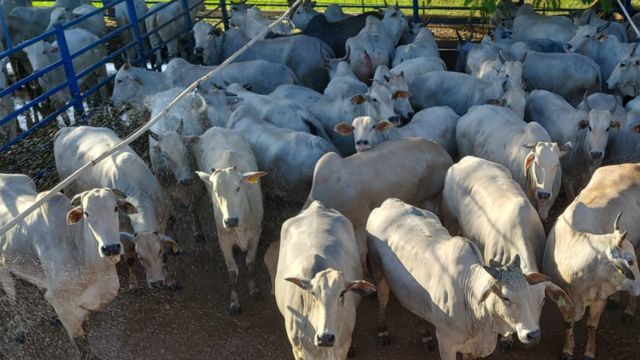 “Espetáculo de vacada!” Não é só de descarte, é vaca gorda para abate em MT