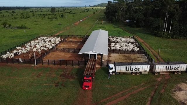 Pecuarista de Rondônia fatura alto com Boi China e Protocolo 1953