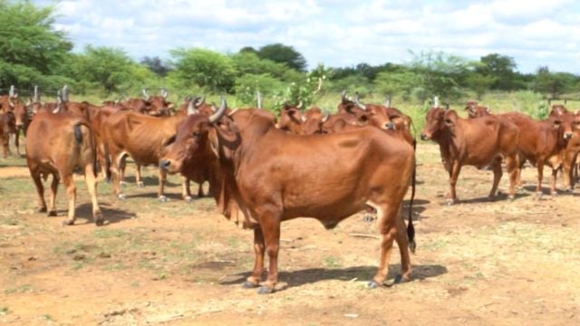 Conheça a genética do gado Sindi mantida intacta há 71 anos pela Embrapa