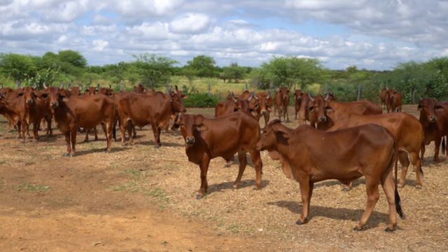 Pesquisa alia rusticidade do Sindi para cruzamentos que dão mais carne e leite