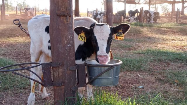 Bezerros que comem alimentos sólidos no 4º dia de vida se desenvolvem mais