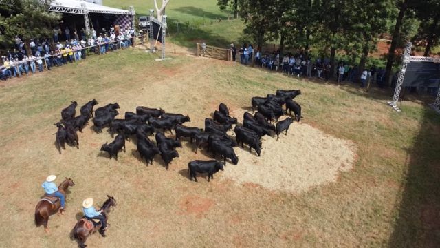 Maragogipe celebra 50 anos de pioneirismo em ILP e genética Angus em MS