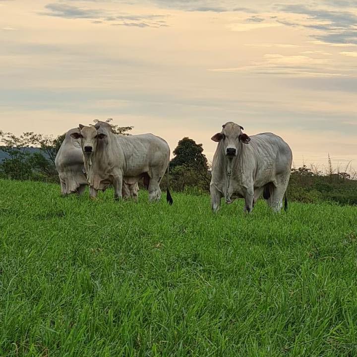 Touros reprodutores do plantel da fazenda Araponga. Foto: Facebook/Fazenda Araponga