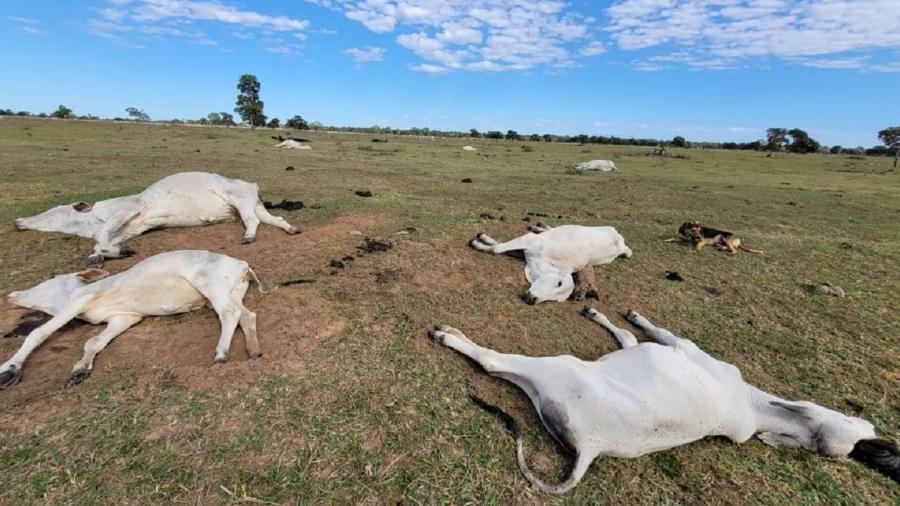 Bovinos mortos por hipotermia no Estado de São Paulo. Foto: Divulgação/Iagro