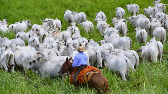 Fazenda Nota 10: programa já reúne mais de 460 propriedades no País