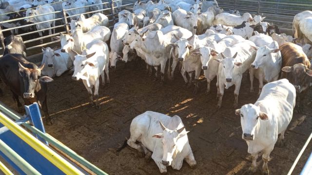 Bois confinados fazenda Luana, no município de Campo Grande (MS). Foto: Divulgação