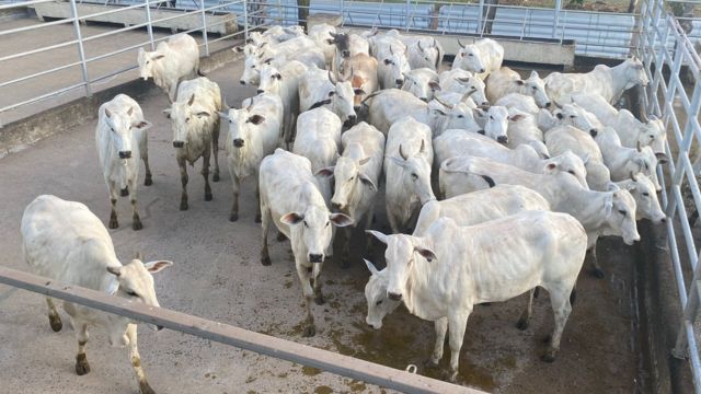 Lotes de novilhas para o circuito de Araguaína. Foto: Divulgação