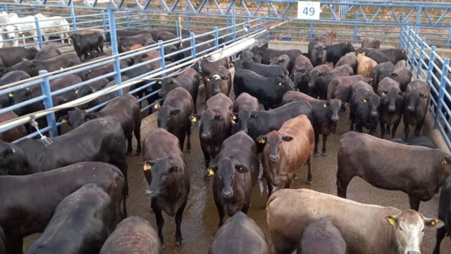 “Show de espetáculo!” Novilhas de 18 meses impressionam com 18,6@ em MT