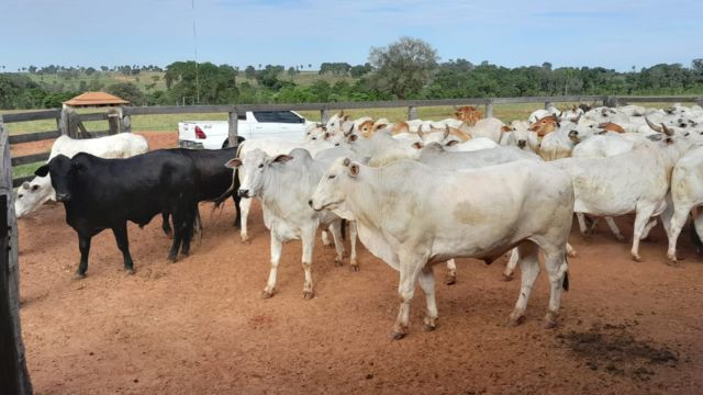 Boiada capona Nelore e terminada a pasto chega a quase 24@ em MS