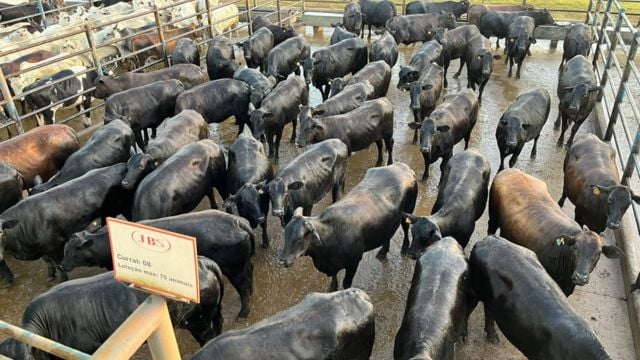 “Régua alta não baixa mais!” Pecuarista estreia na produção de novilhas de carne premium