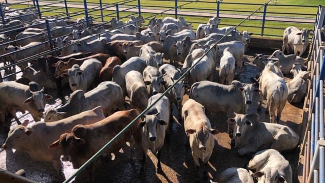 Confinamento e TIP garantem boiadas de peso no interior de Rondônia